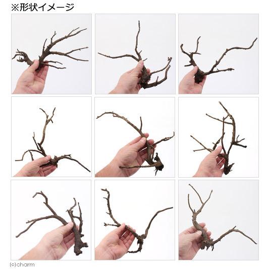 形状お任せ　煮込み済み　極上流木　Ｍサイズ（約２０〜３０ｃｍ）１本　アクアリウム　レイアウト素材　流木 | チャーム（ペット） | 01