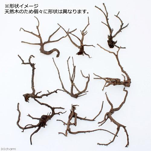 形状お任せ　煮込み済み　極上流木　Ｍサイズ（約２０〜３０ｃｍ）１本　アクアリウム　レイアウト素材　流木 | チャーム（ペット） | 02