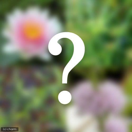 （ビオトープ）水生植物　ビオトープビギナーセット　温帯性スイレン＋水辺植物３種類（Yahoo!・チャーム charm ヤフー店）