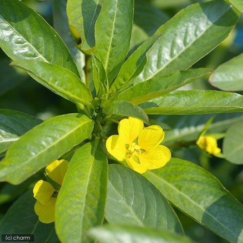 （ビオトープ）水生植物　ミズキンバイ（無農薬）（１ポット）　抽水植物 | チャーム（ペット） | 01