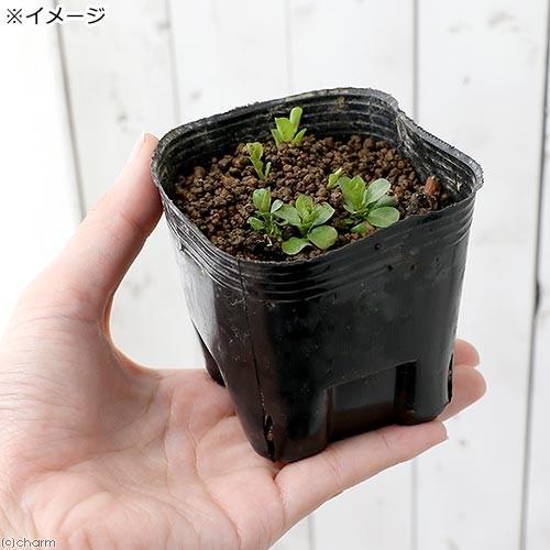 （ビオトープ）水生植物　ミズキンバイ（無農薬）（１ポット）　抽水植物 | チャーム（ペット） | 02