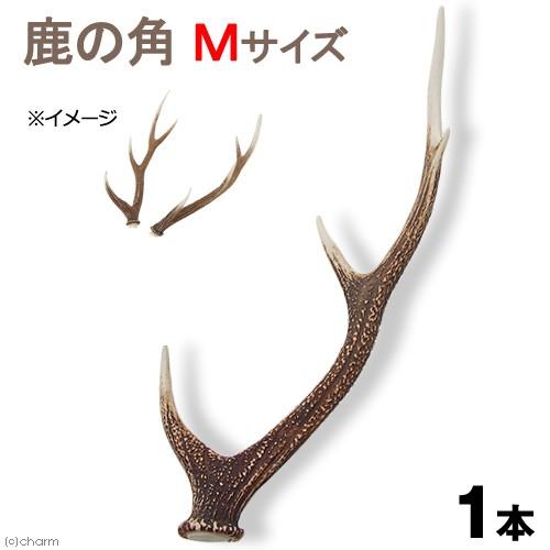 Leaf Corp 国産 鹿の角 オブジェ Mサイズ 1本 インテリア : チャーム