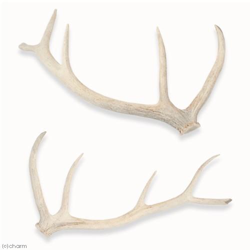 Leaf Corp 一点物 国産 鹿の角 オブジェ XLサイズ 1本 ER−002