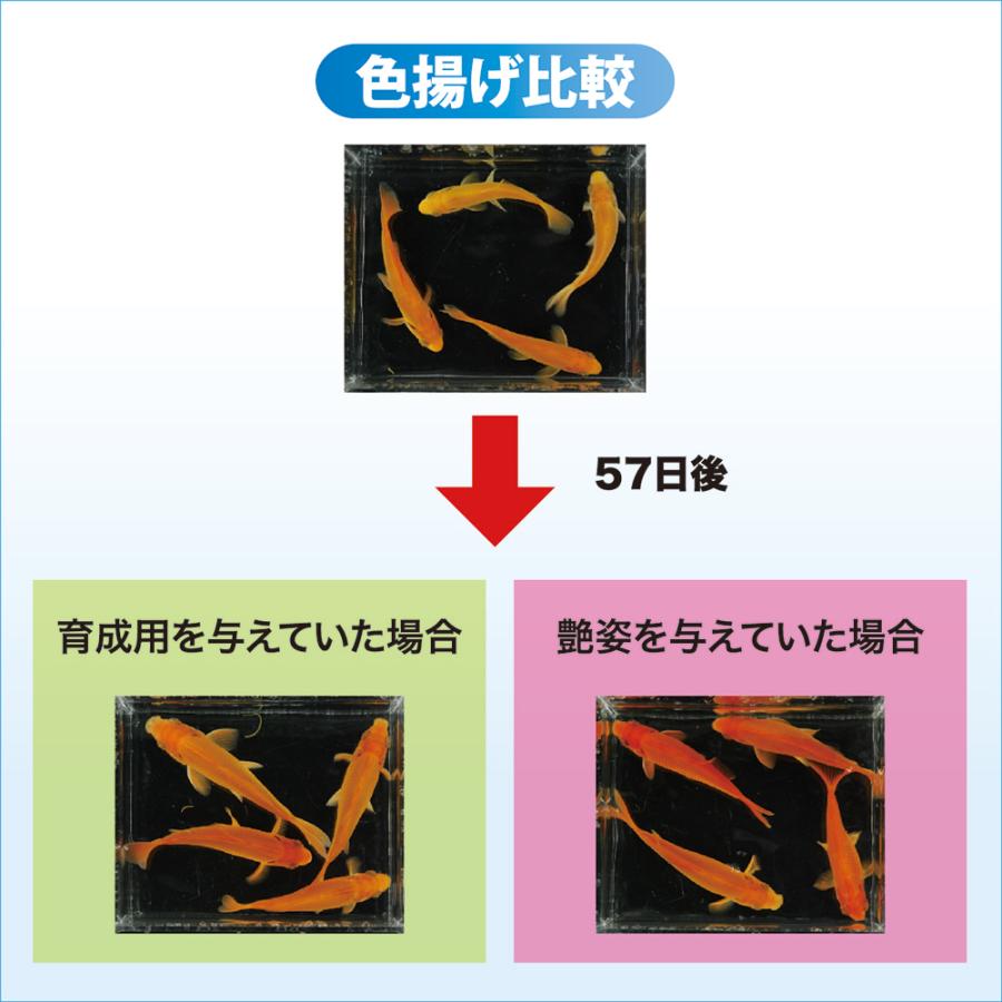 Hikari（ひかり） 赤 キョーリン 咲ひかり金魚 艶姿 特級色揚 沈下