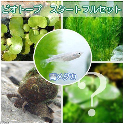 めだか 青メダカ初心者フルセット ビオトープ用 チャーム Charm Paypayモール店 通販 Paypayモール