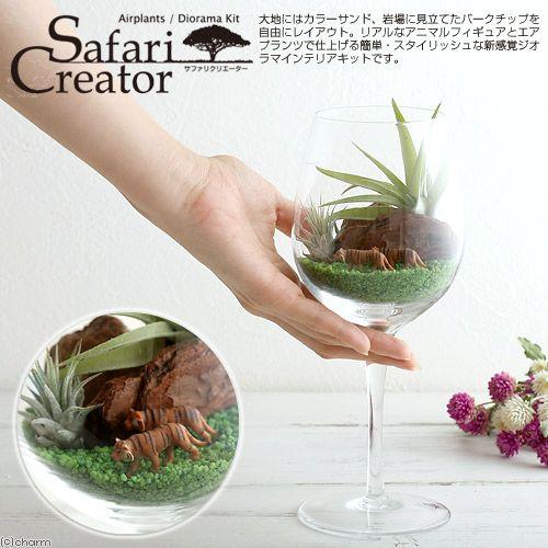 （観葉植物）エアープランツ「サファリ　クリエーター」　〜トラ〜（１セット）　おしゃれ　室内　プレゼント｜chanet｜03