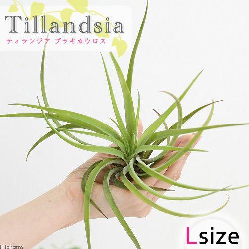 観葉植物）エアープランツ チランジア ブラキカウロス Lサイズ（1株