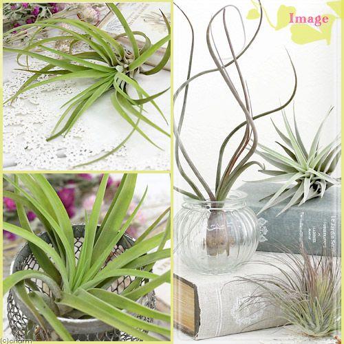 観葉植物）エアープランツ チランジア ブラキカウロス Lサイズ（1株