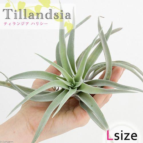 チランジア パチャラロージーチャーム チランジア パチャラロージーチャーム