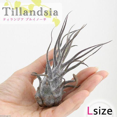 観葉植物）エアープランツ チランジア プルイノーサ Lサイズ（1株
