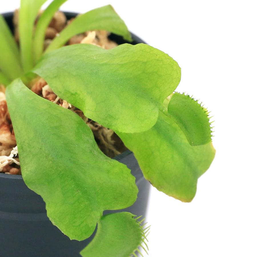 食虫植物 ビバリウムプランツ ハエトリソウ ３ｃｍポット １ポット Almadensmiles Com