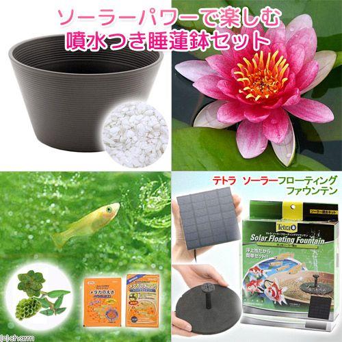 Salenew大人気 ビオトープ めだか ソーラーパワーで楽しむ噴水つき睡蓮鉢セット 温帯性睡蓮 赤 鉢ブラウン ヒメダカ６匹 餌 カルキ抜き 本州四国限定