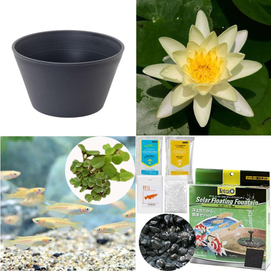 即納 大特価 ビオトープ めだか ソーラーパワーで楽しむ噴水つき睡蓮鉢セット 温帯性睡蓮 黄 鉢グレー ヒメダカ６匹 餌 カルキ抜き 本州四国限定 Riosmauricio Com