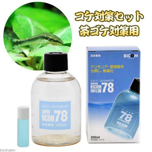 熱帯魚）コケ対策セット 茶ゴケ対策用 オトシンクルス（6匹）＋ 