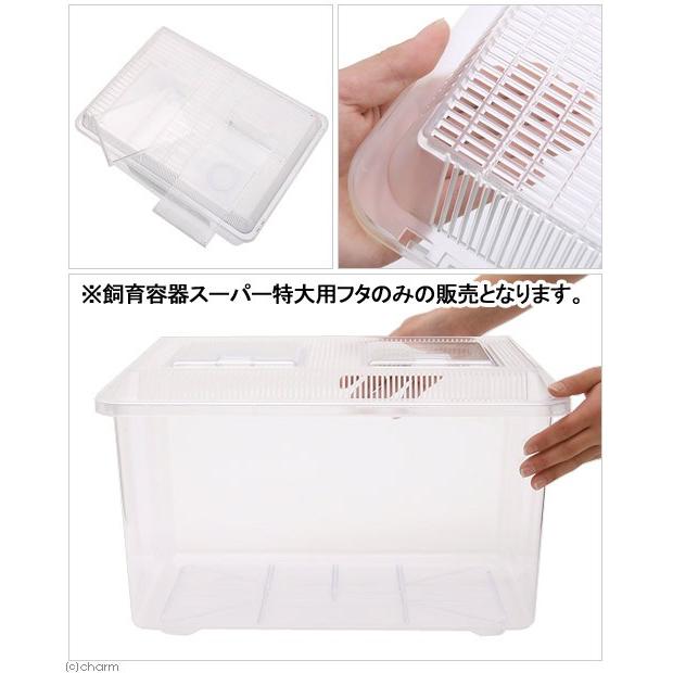 透明PET素材の飼育ケース 75cm chanet_200670