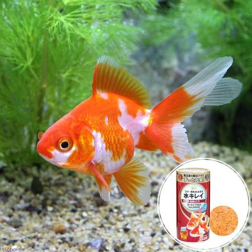 チャーム（charm） （国産金魚）更紗琉金（1匹）＋キョーリン