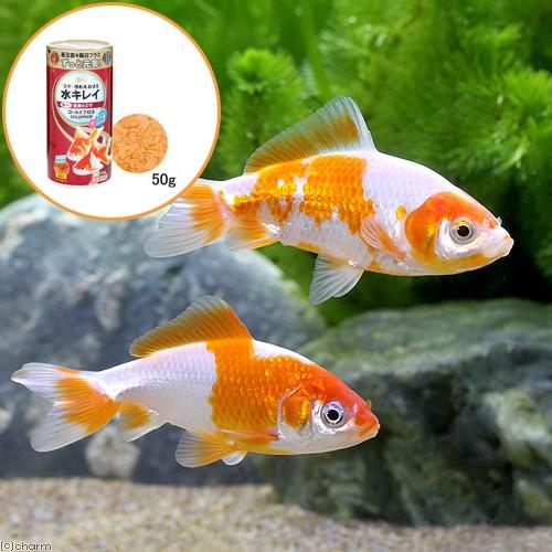 Sale 56 Off 国産金魚 更紗和金 三つ尾 四つ尾 １匹 キョーリン ゴールドプロス ５０ｇ セット 本州四国限定1 330円 Aynaelda Com