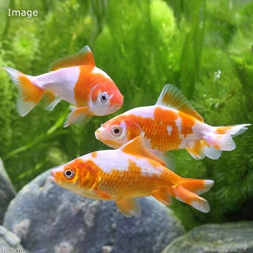 Sale 56 Off 国産金魚 更紗和金 三つ尾 四つ尾 １匹 キョーリン ゴールドプロス ５０ｇ セット 本州四国限定1 330円 Aynaelda Com