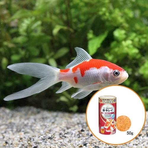 金魚和金とコメット　セット チャーム（charm） （国産金魚）おすすめ金魚セット（コメット＋朱文金