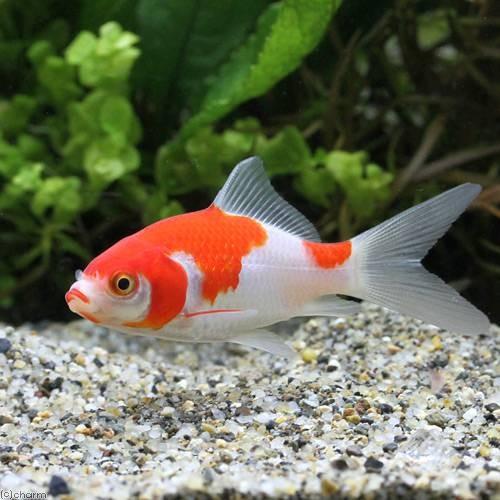 金魚和金とコメット　セット Amazon.co.jp: コメット【2本セット】【赤虫・糸ミミズ入りの金魚