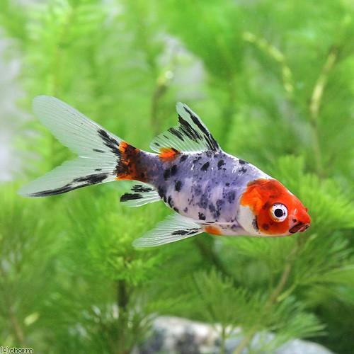 チャーム（charm） （国産金魚）朱文金（1匹）＋キョーリン ゴールド