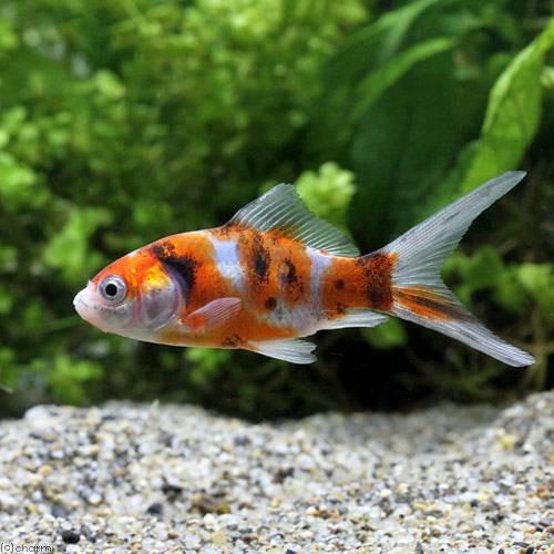 チャーム（charm） （国産金魚）朱文金（1匹）＋キョーリン ゴールド