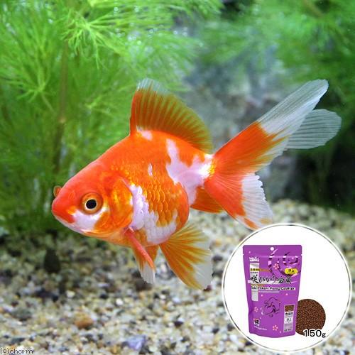 国内発送 国産金魚 更紗琉金 １匹 キョーリン 咲ひかり 金魚 色揚げ用 浮上 １５０ｇ セット 本州四国限定 Riosmauricio Com