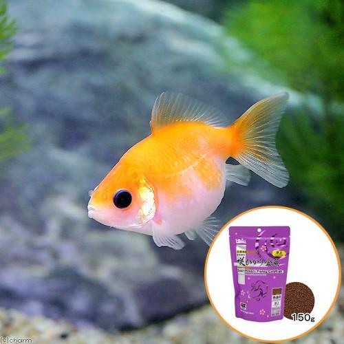 国産金魚 ピンポンパール １匹 キョーリン 咲ひかり 金魚 色揚げ用 浮上 １５０ｇ