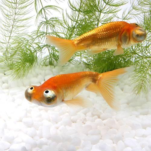 国産金魚 頂天眼 素赤 赤 １匹 キョーリン 咲ひかり 金魚 色揚げ用 浮上 １５０ｇ セット 本州四国限定 チャーム Charm Paypayモール店 通販 Paypayモール