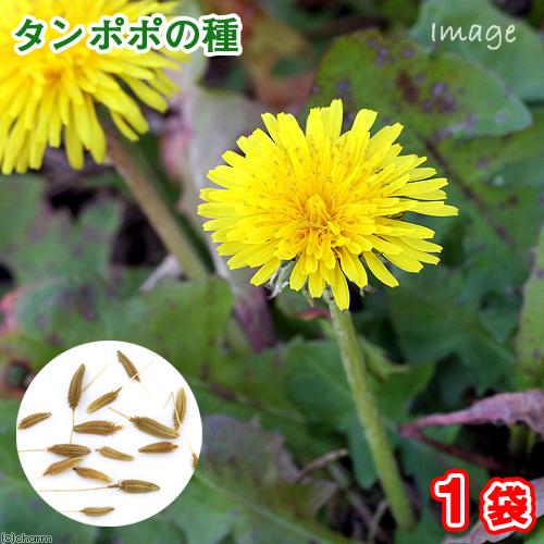 たんぽぽの種（１袋）ハーブ　栽培　家庭菜園　種子 | Leaf Corp | 01