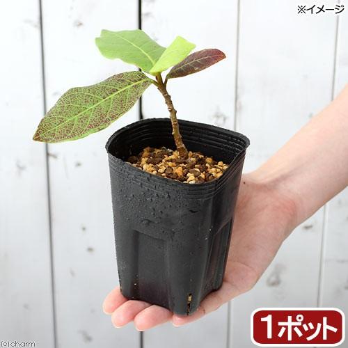 チャーム（charm） （山野草）盆栽 モモタマナの苗（桃玉菜）3〜3