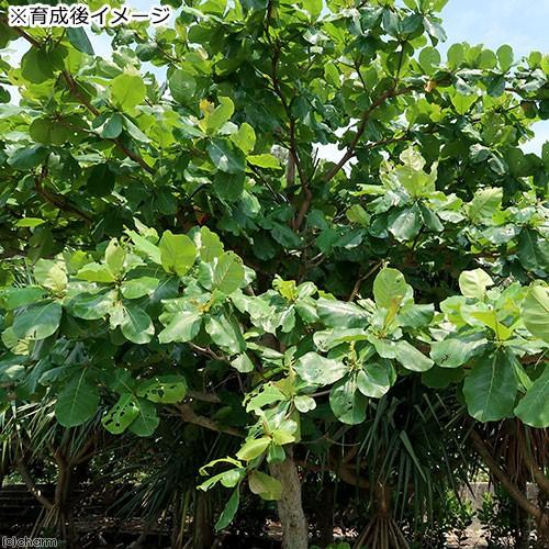 チャーム（charm） （山野草）盆栽 モモタマナの苗（桃玉菜）3〜3