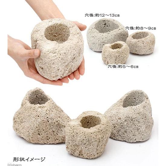 チャーム（charm） 鉢 抗火石鉢 小 穴径5〜6cm 1個 形状お任せ