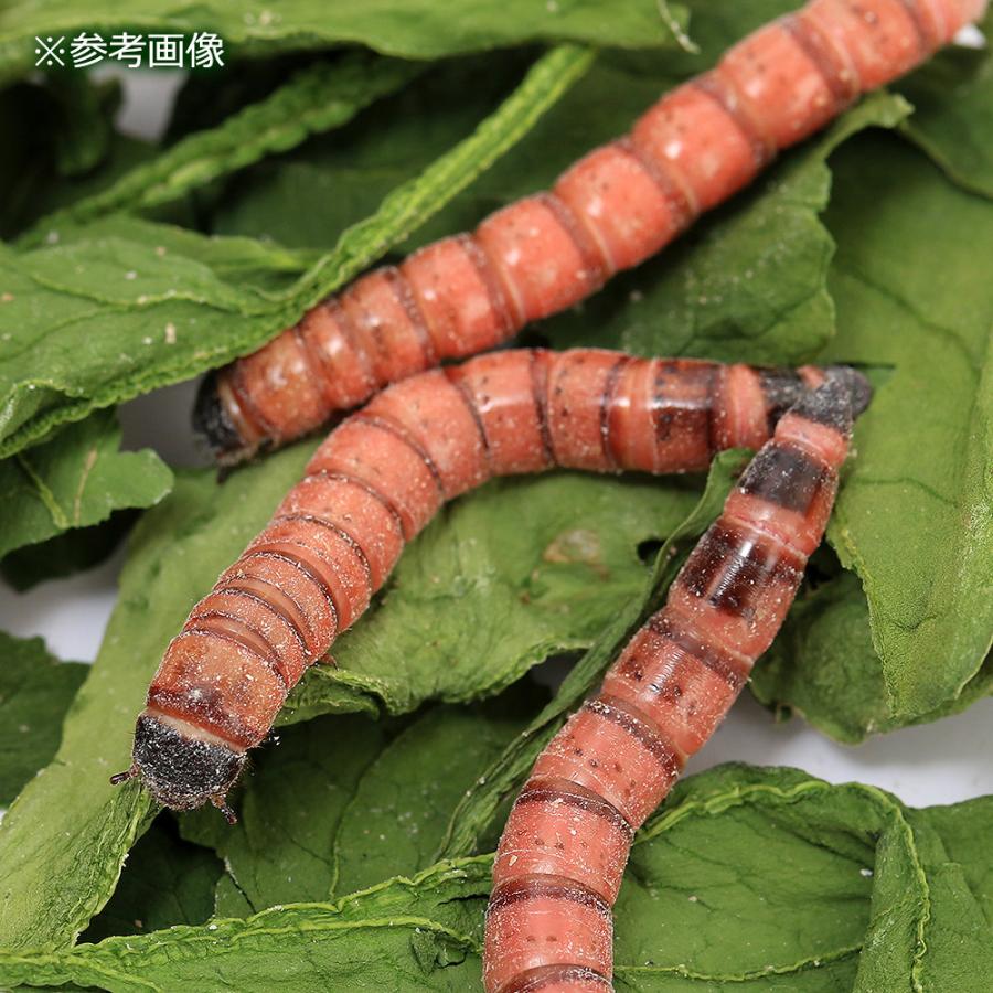 （生餌）レッドワーム（ジャイアントミルワーム　ジャンボミルワーム）　１００ｇ　栄養強化セット　本州四国限定 |  | 01