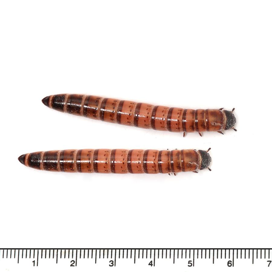 （生餌）レッドワーム（ジャイアントミルワーム　ジャンボミルワーム）　１００ｇ　栄養強化セット　本州四国限定 |  | 02