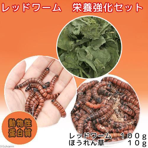 （生餌）レッドワーム（ジャイアントミルワーム　ジャンボミルワーム）　１００ｇ　栄養強化セット　本州四国限定 |  | 03