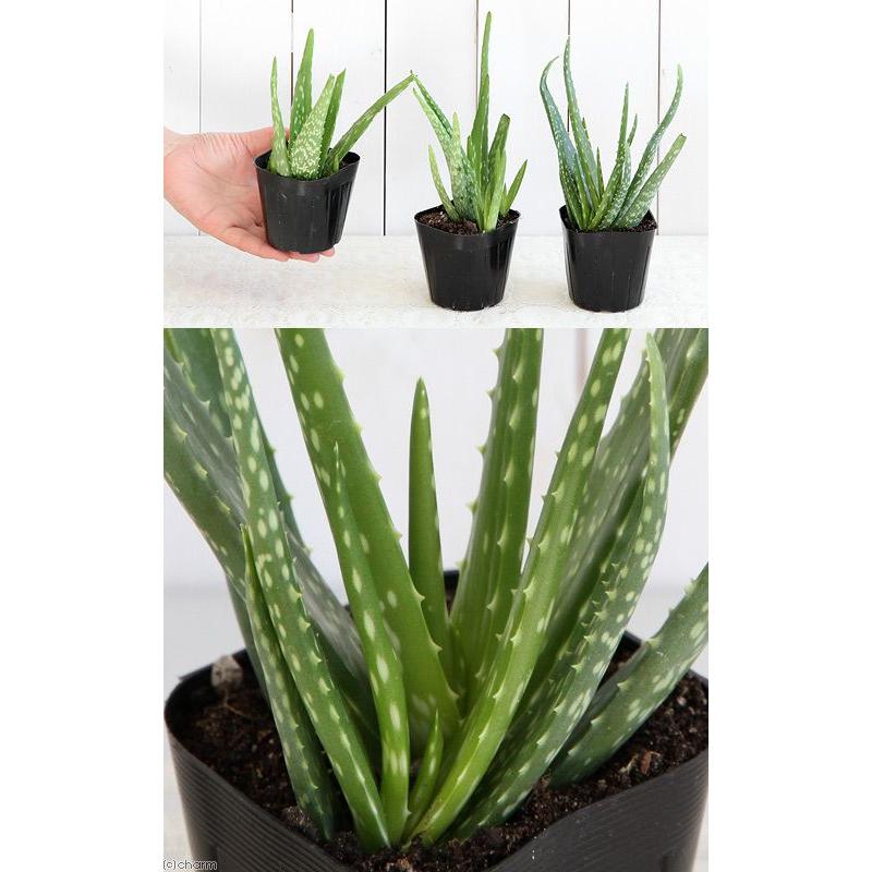 観葉植物 ペットリーフ アロエベラの苗 ３号 無農薬 １ポット リクガメ カメ 餌 おやつ 北海道冬季発送不可 チャーム Charm Paypayモール店 通販 Paypayモール