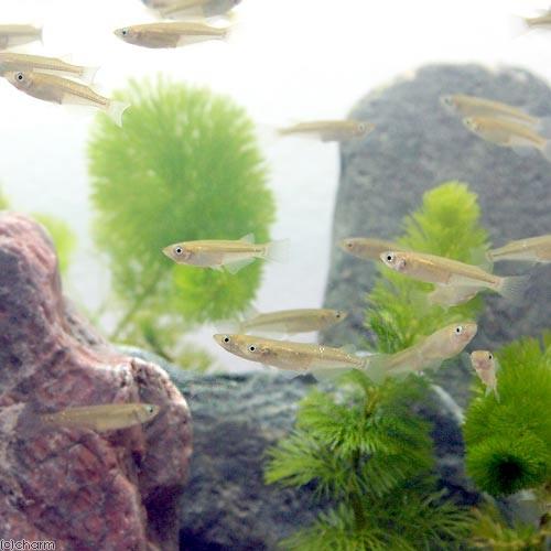 （めだか）黒メダカ（６匹）キョーリン　ちびっこメダカ＋メダカプロス　育成セット　メダカ　えさ　本州四国限定 | チャーム（ペット） | 01