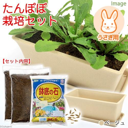 最大72 Offクーポン たんぽぽ栽培セット 種 土 プランター プレート 鉢底石 ベージュ うさぎ用 説明書付き 家庭菜園 お一人様５点限り