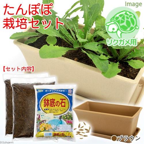 たんぽぽ栽培セット 種 土 プランター プレート 鉢底石 ブラウン リクガメ用 説明書付き 家庭菜園 お一人様５点限り