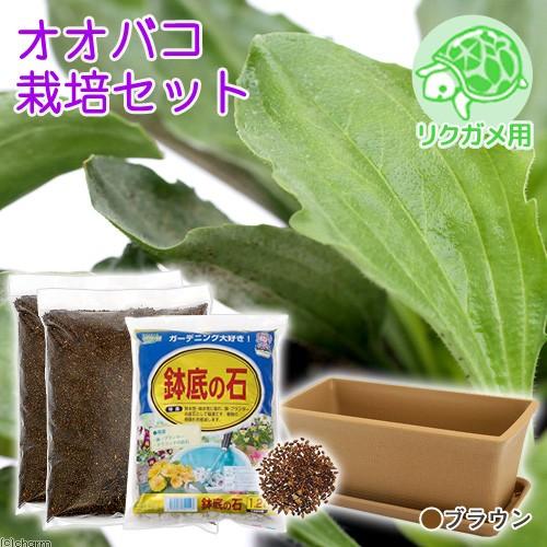 毎週更新 オオバコ栽培セット 種 土 プランター プレート 鉢底石 ブラウン リクガメ用 説明