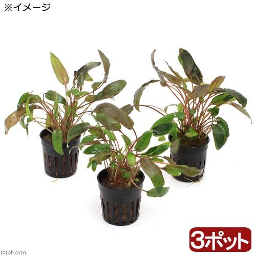 水草 クリプトコリネ ウェンティー ブラウン ３ポット分 Sonicacts Com