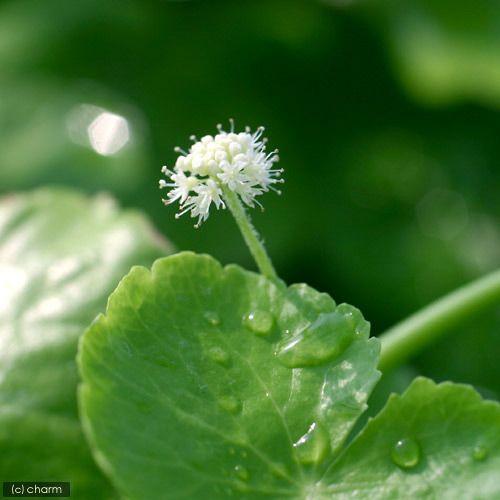 水草 アマゾンチドメグサ 水上葉 無農薬 １０本 チャーム Charm Paypayモール店 通販 Paypayモール