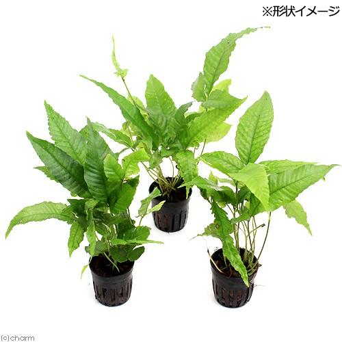 （テラリウム）ジャワファン（３ポット分）　北海道・九州航空便要保温 | チャーム（ペット） | 01