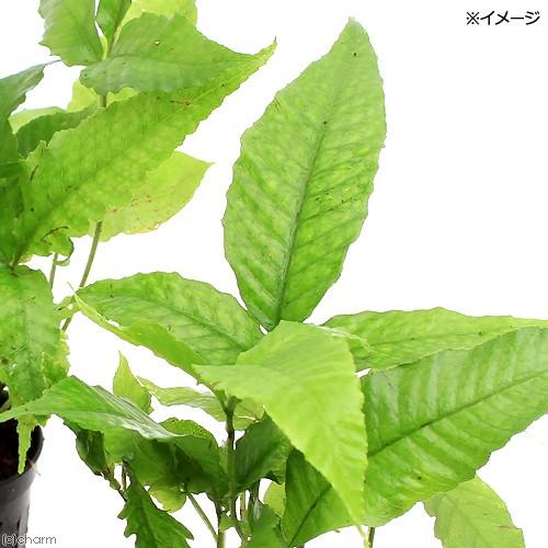 （テラリウム）ジャワファン（３ポット分）　北海道・九州航空便要保温 | チャーム（ペット） | 02