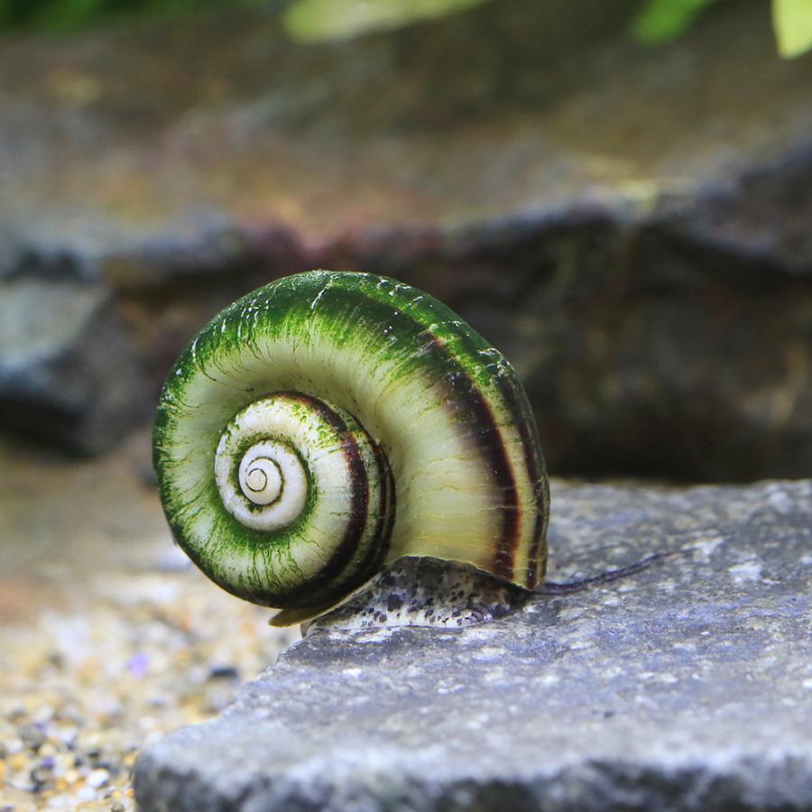 チャーム（charm） （エビ・貝）アンモナイト・スネール（3匹