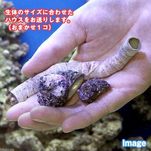 海水魚 おまかせハウスとカエルウオミックス 北海道航空便要保温 １セット 今ダケ送料無料