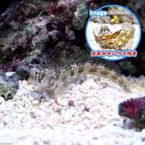 海水魚 おまかせハウスとロウソクギンポ １セット 北海道 安心の実績 高価 買取 強化中 沖縄航空便要保温 九州