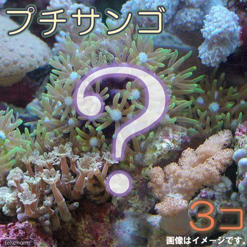 （サンゴ）お一人様１点限り　おまかせプチサンゴ（ソフトコーラル）（３個）　北海道・九州航空便要保温（Yahoo!・チャーム charm ヤフー店）