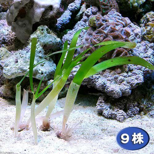 海水魚 海草 リュウキュウスガモ ９株 北海道航空便要保温 Sidearmnation Com